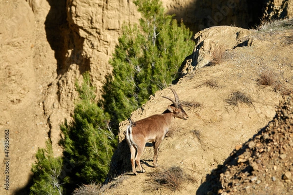 Fototapeta Young male ibex (Capra pyrenaica) walking through the badlands of Marchal, Granada (Spain)