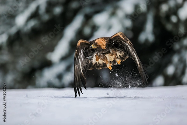 Fototapeta Close-up action photo of Golden Eagle flying in natural environtment, winter time, Aquila chrysaetos.