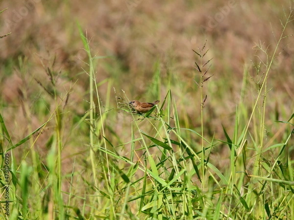 Fototapeta bird hiding in long grass