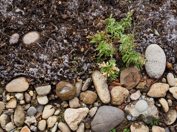 Obraz 霜柱ができた花壇の土