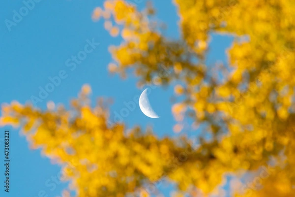 Obraz イチョウ　月