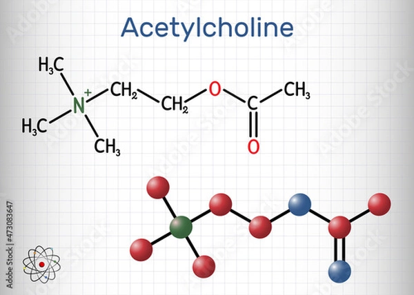 Fototapeta Acetylcholine, ACh molecule. It is parasympathomimetic neurotransmitter, vasodilator agent, hormone, human metabolite. Structural chemical formula and molecule model. Sheet of paper in a cage