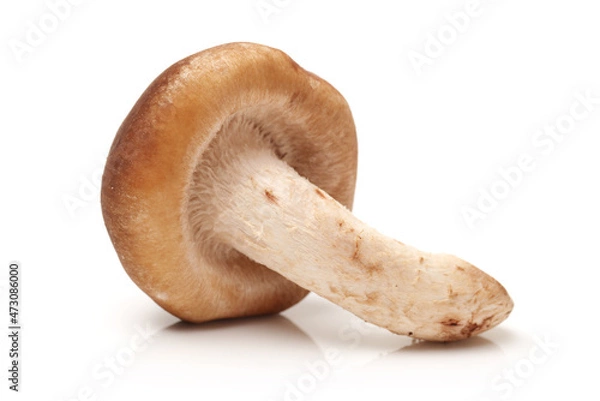 Fototapeta Shiitake mushroom on the White background 