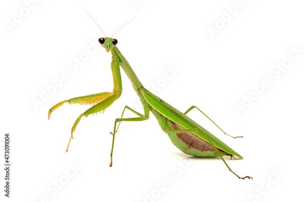 Obraz Green mantis isolated on a white background