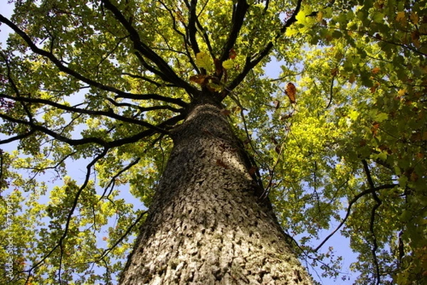 Obraz Grand de la foret