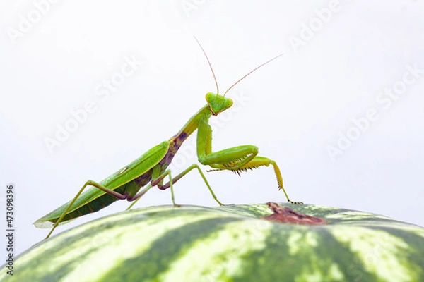 Fototapeta Mantis sits on a watermelon. White background.