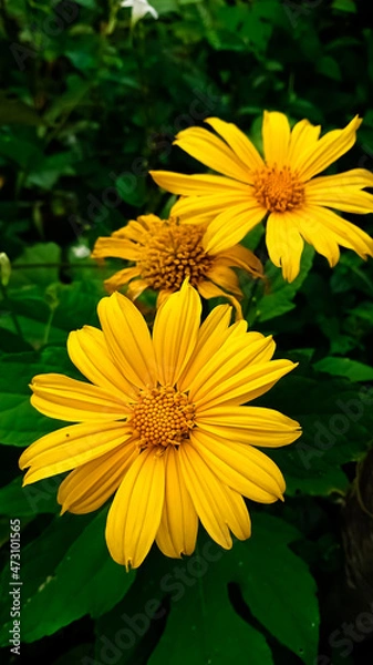 Obraz Beautiful Mexican sunflower