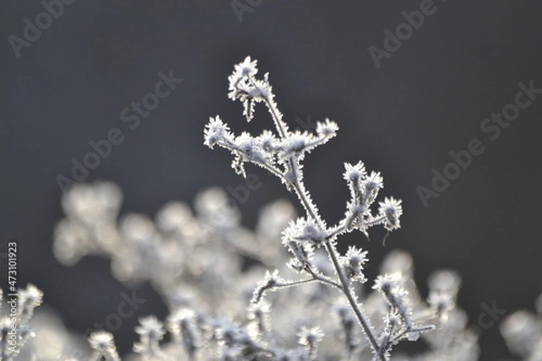 Obraz ветка в морозе