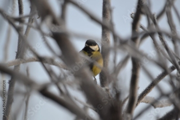 Obraz синица зимой