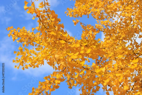 Obraz 青空と黄葉したイチョウ