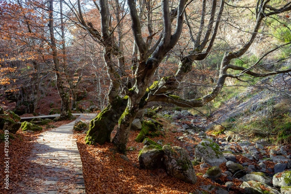 Fototapeta A wooden path runs through the "Faedo de Ciñera", a magical forest in autumn.