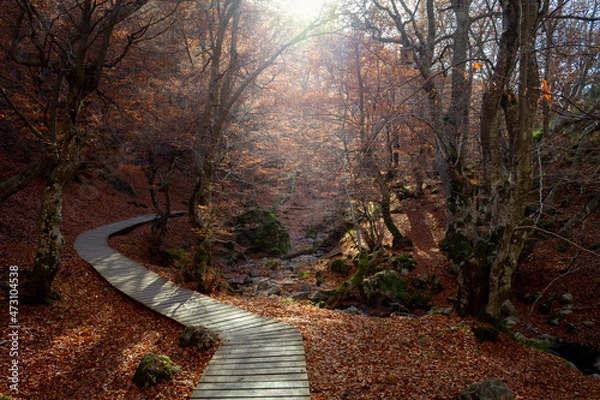 Fototapeta A wooden path runs through the "Faedo de Ciñera", a magical forest in autumn.
