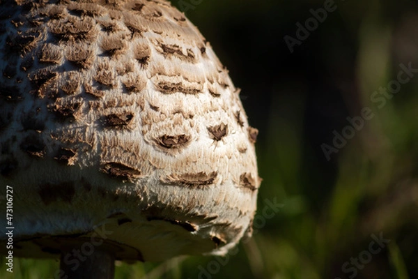 Fototapeta A Lepiota mushroom grows in the field during the fall.