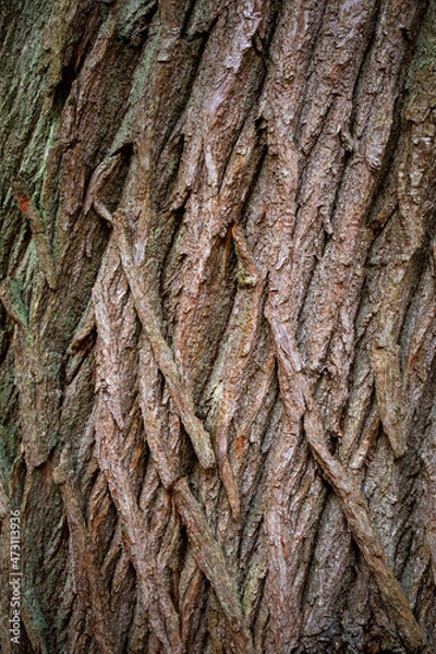 Fototapeta Texture of a tree bark in Ashridge