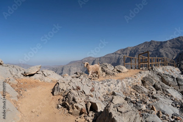 Fototapeta Goat in Jebel Jais Mountains