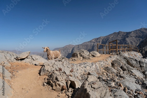 Fototapeta Goat in Jebel Jais Mountains