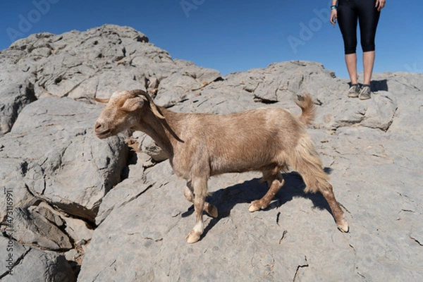 Fototapeta Goat in Jebel Jais Mountains