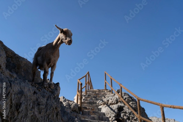 Fototapeta Goat in Jebel Jais Mountains