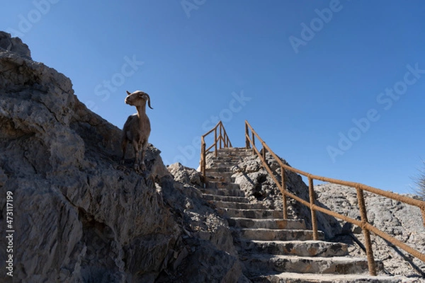 Fototapeta Goat in Jebel Jais Mountains