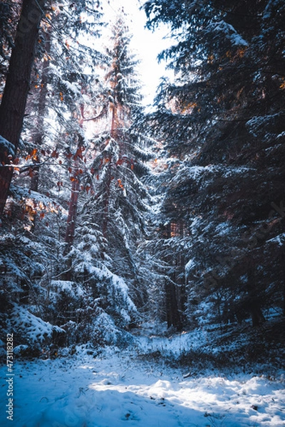Fototapeta forest in winter