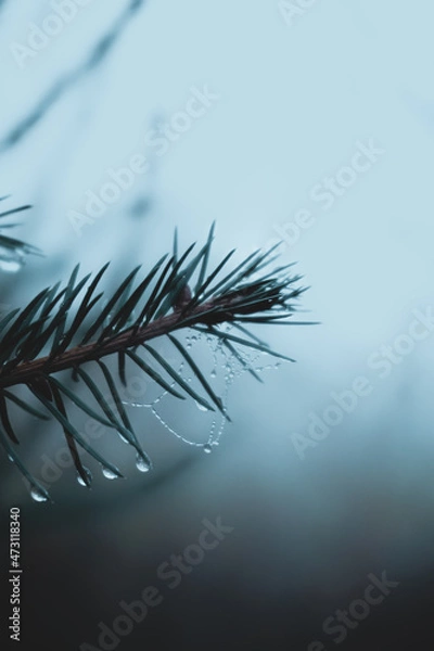 Fototapeta frost on pine needles