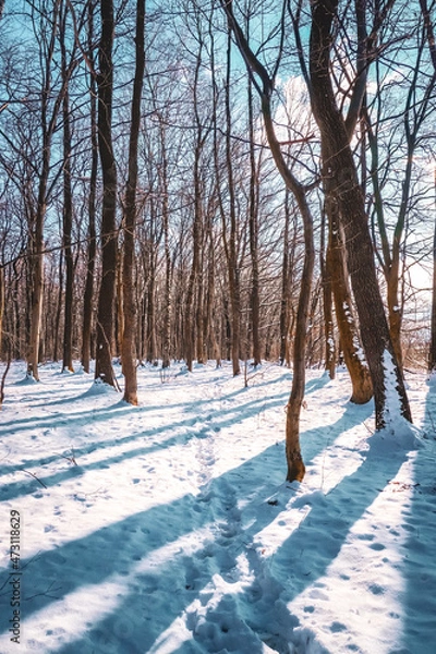 Fototapeta winter in the forest
