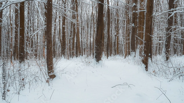 Fototapeta winter forest in the winter