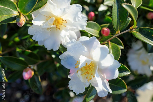 Obraz 白い山茶花の花