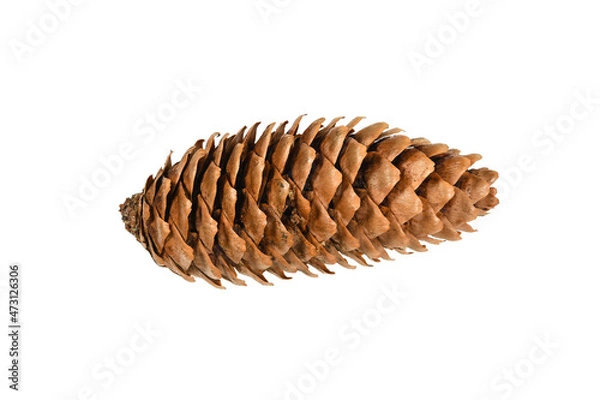 Fototapeta Brown spruce cone. From fir Christmas Tree. Green pine, spruce Isolated on white background. Close up view, high resolution.
