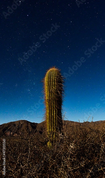 Obraz cactus at night