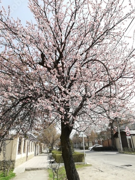 Fototapeta ピンクの花を咲かす木