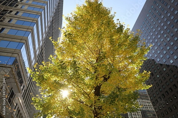 Obraz 丸の内の秋