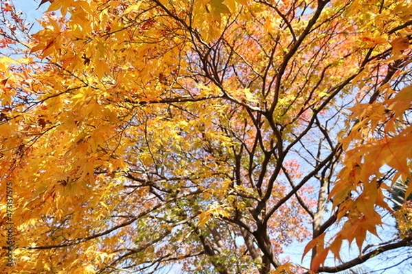 Obraz 秋の皇居東御苑