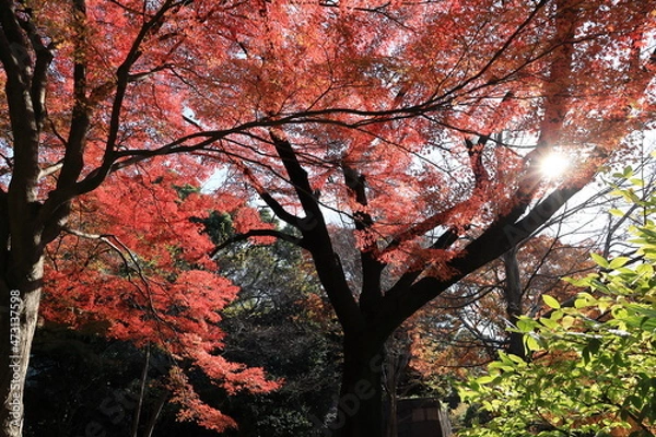 Obraz 秋の皇居東御苑