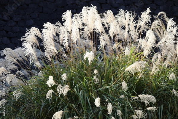 Obraz 秋の皇居東御苑