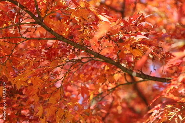 Obraz 秋の皇居東御苑