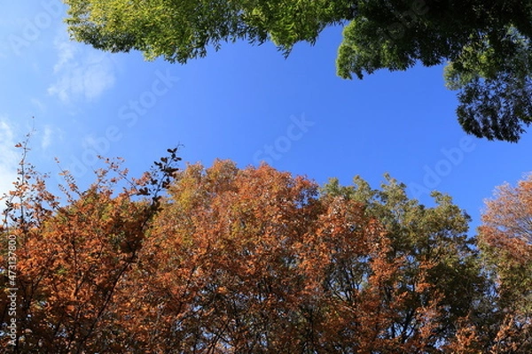 Obraz 秋の皇居東御苑