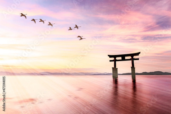 Fototapeta 飛翔する白鳥と水面の鳥居