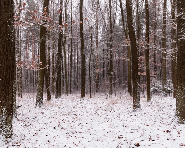 Obraz las zimą