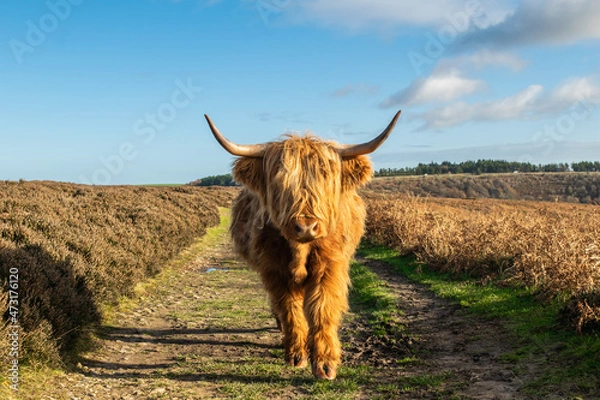 Fototapeta Highland cattle with wooly coat looking at camera at a meadow in Yorkshire England
