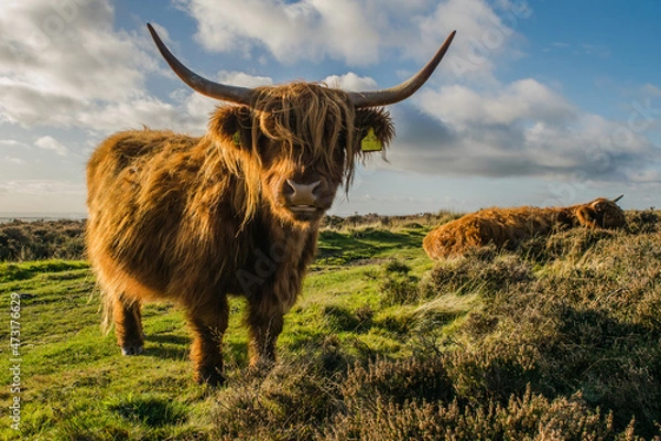 Fototapeta Close up photo of a Highland cattle under the sun at a meadow in Yorkshire England