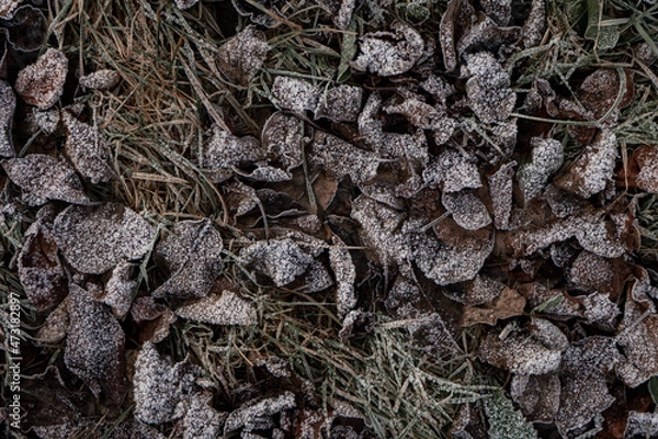 Obraz Background from dry leaves and herbs covered with hoarfrost in the early morning.