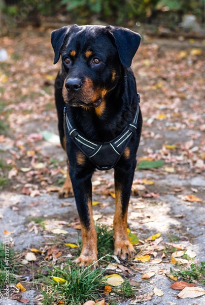 Fototapeta Rottweiler dog in park on autum