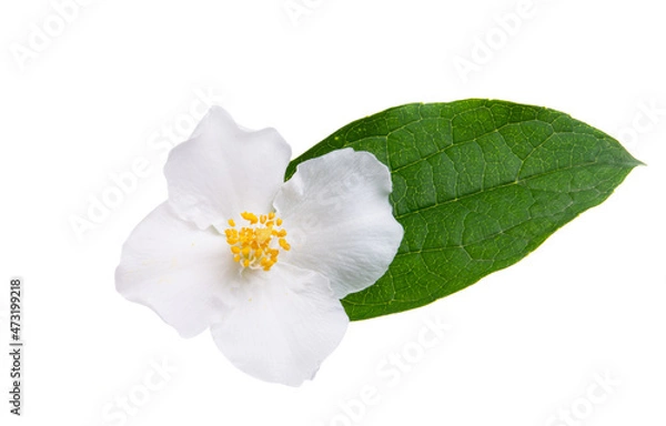 Fototapeta jasmine flower isolated