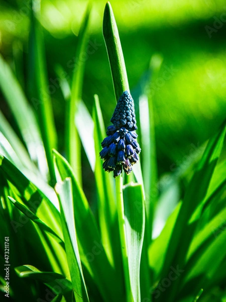 Fototapeta Blue Grape Hyacinth