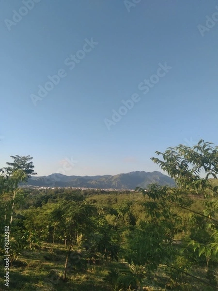 Obraz forest in the mountains