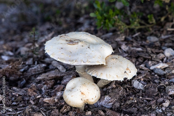 Obraz mushrooms in the forest