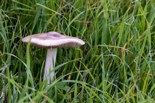 Obraz mushroom in the grass