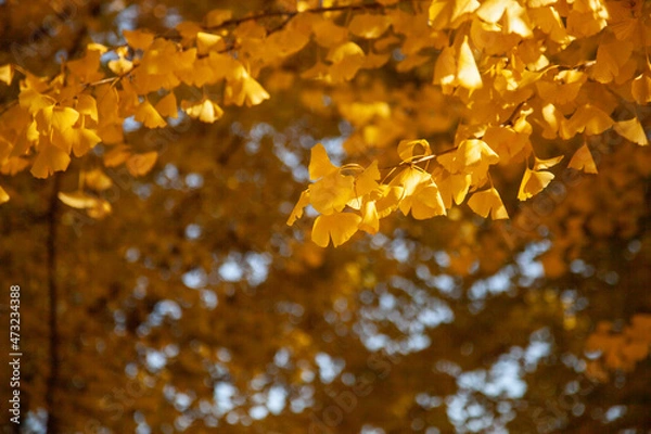 Fototapeta イチョウ　公園　紅葉 秋冬 風景