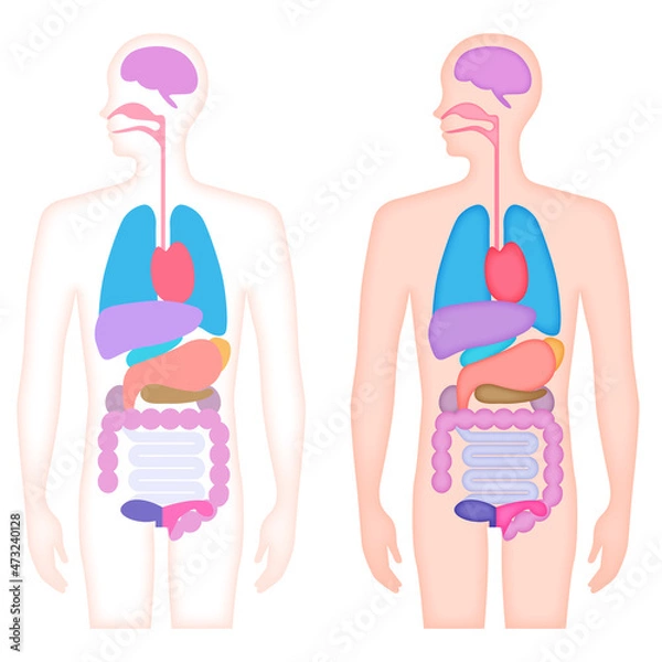 Obraz 人体　内臓　イラスト